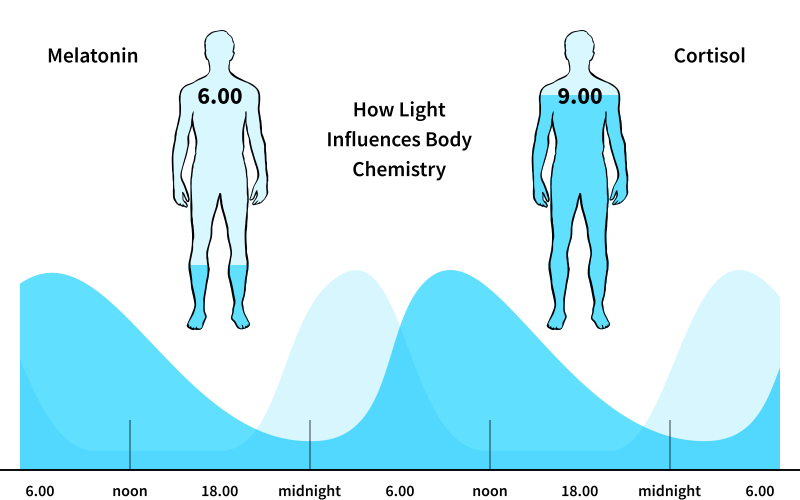 How Light Influences Body Chemistry